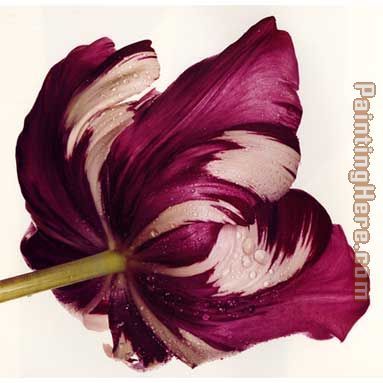 irving penn